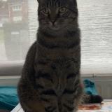 Foto del gato perdido en Neuville En Ferrain