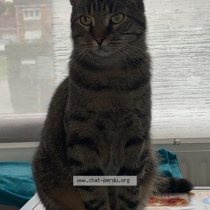 Foto 1/1 Grisou Chat perdido en Neuville en ferrain