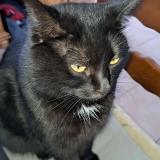 Foto del gato perdido en Bourbourg