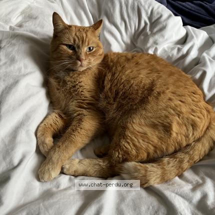 Foto 1/1 Oggy Chat perdido en Seignelay