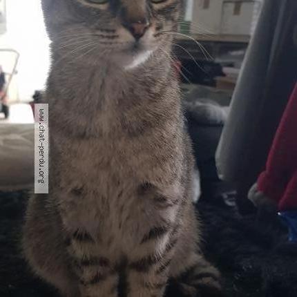 Foto 1/1 Gato encontrado Encontrado en Reims