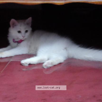 Foto 1/1 Sanam Chat perdido en Vijayawada