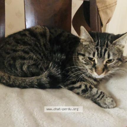 Foto 1/1 Mozart Chat perdido en Limoges