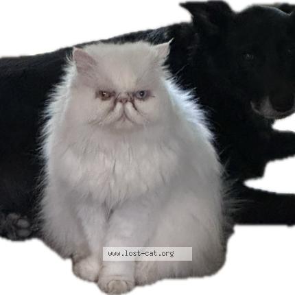 Foto 1/1 Jana Chat perdido en Melbourne