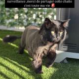 Foto del gato perdido en St Hubert