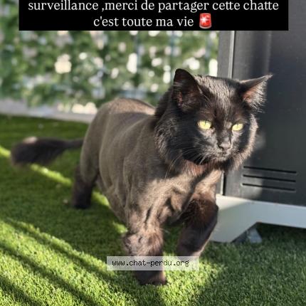 Foto 1/1 Holy Chat perdido en St hubert