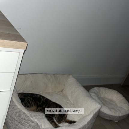 Foto 1/1 tiwi Chat perdido en Troyes