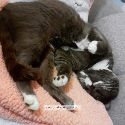 Foto 1/1 Bandit Chat perdido en Hericy