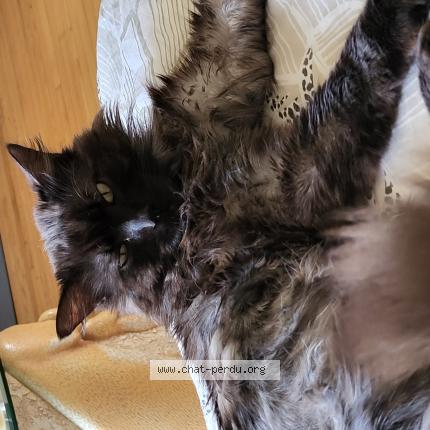 Foto 1/1 Nala Chat perdido en Lorient