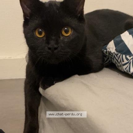 Foto 1/1 Pablo Chat perdido en Neuve maison