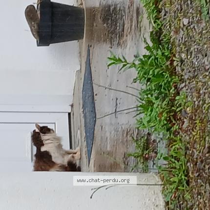 Foto 1/1 Gato encontrado Encontrado en Puyoo