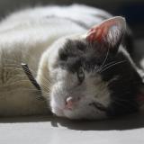 Foto del gato perdido en Castelginest