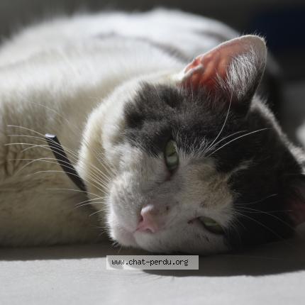 Foto 1/1 Loulou Chat perdido en Castelginest