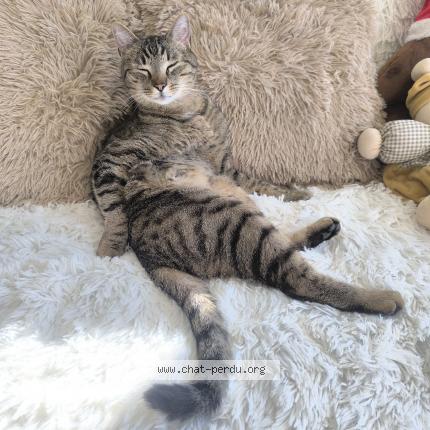 Foto 1/1 Rocket Chat perdido en Glisolle