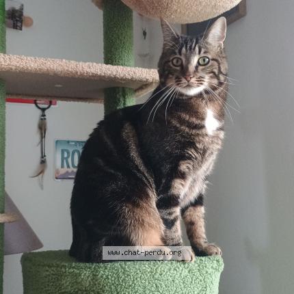Foto 1/1 Gato encontrado Perdido en Saint lo