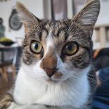 Foto del gato perdido en Taradeau