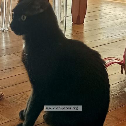 Foto 1/1 SCOFIELD Chat perdido en Moulins les metz