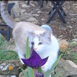 Foto del gato perdido en Rognes