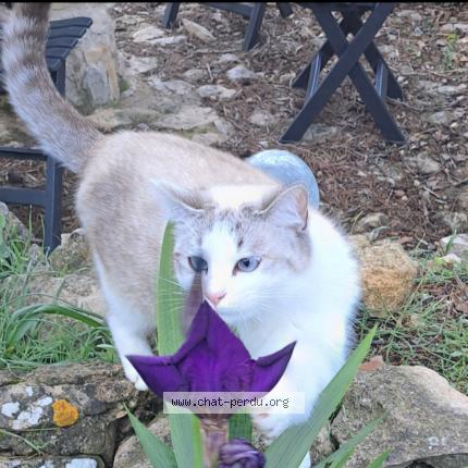 Foto 1/1 Lilou Chat perdido en Rognes