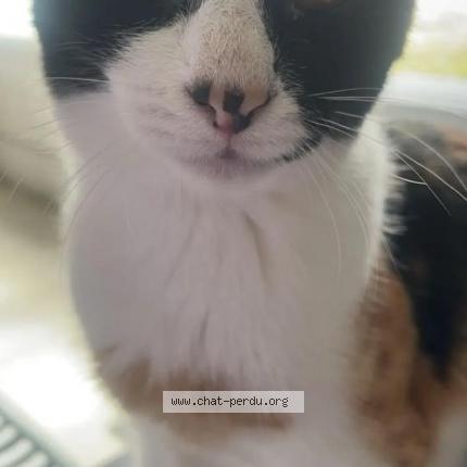 Foto 1/1 KAYA Chat perdido en Bouguenais