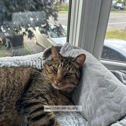 Foto 1/1 Pitchou Chat perdido en Terrebonne