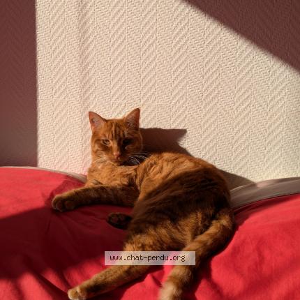 Foto 1/1 Swing Chat perdido en Taverny