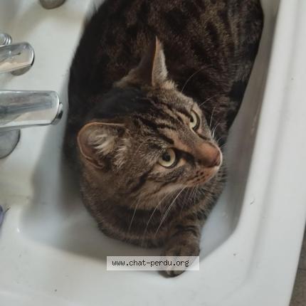 Foto 1/2 Guizmo Chat perdido en Rethel