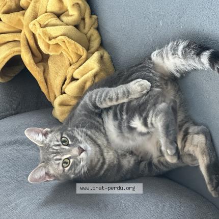 Foto 1/1 Mochi Chat perdido en Marans