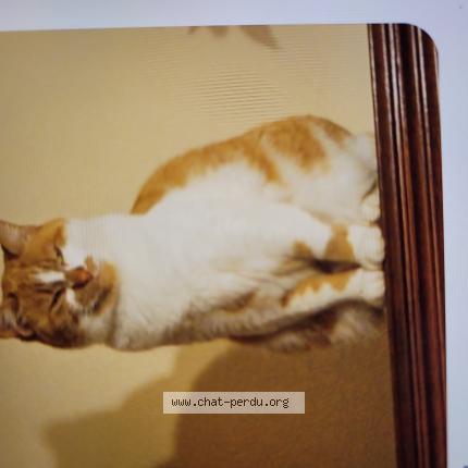 Foto 1/1 Rosy Chat perdido en Plouguiel