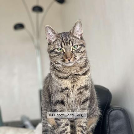 Foto 1/3 Tigrou Chat perdido en Metz