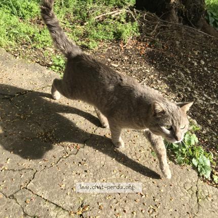 Foto 1/1 Gato encontrado Encontrado en Bourg de peage