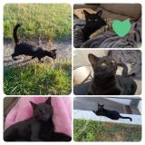 Foto del gato perdido en Les Herbiers