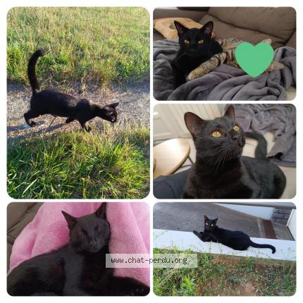 Foto 1/1 Glaçon Chat perdido en Les herbiers