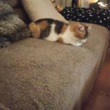 Foto del gato perdido en Bouloc