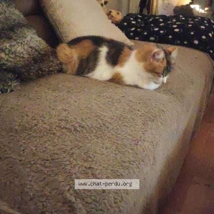 Foto 1/1 Naya Chat perdido en Bouloc