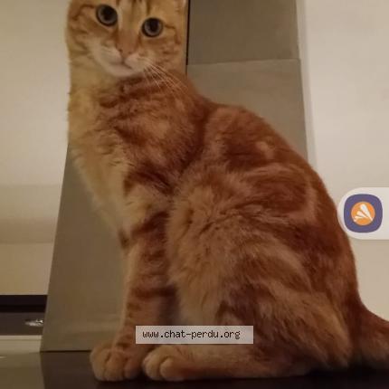 Foto 1/2 Maya Chat perdido en Saint pabu