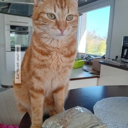 Foto 2/2 Maya Chat perdido en Saint pabu