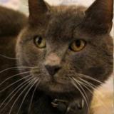 Foto del gato perdido en Chennetron Beauchery St Martin