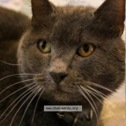 Foto 1/1 Gribouille Chat perdido en Chennetron beauchery st martin