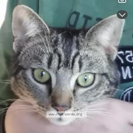 Foto 1/1 Perle Chat perdido en Les lucs sur boulogne