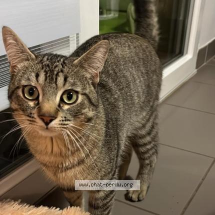 Foto 1/1 Pablo Chat perdido en Dardilly