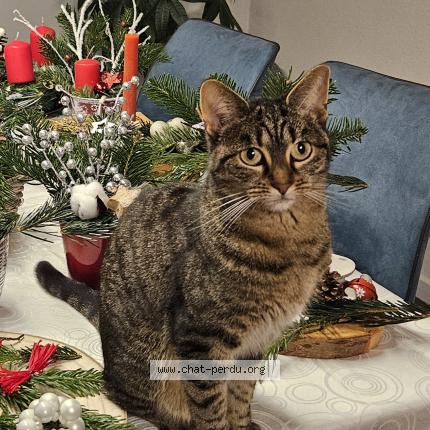 Foto 1/1 Coco Chat perdido en Turckheim