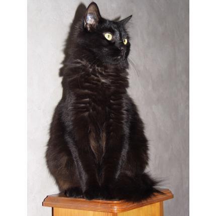 Foto 1/1 Cannelle Chat perdido en Proveysieux