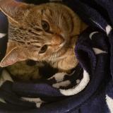 Foto del gato perdido en Guenange