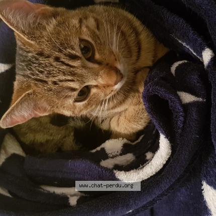 Foto 1/1 Oreo Chat perdido en Guenange