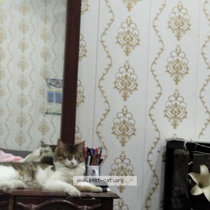 Foto 1/1 Naghman Sharif Chat perdido en Lala musa