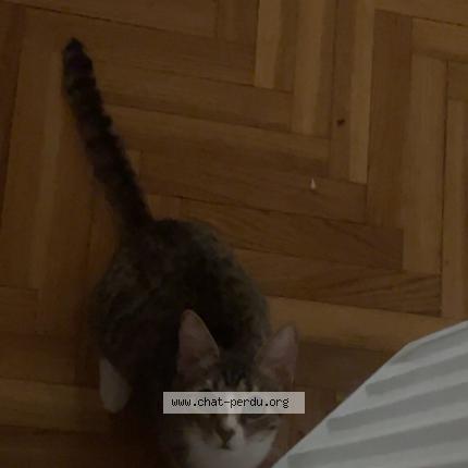 Foto 1/1 Kai Chat perdido en Paris