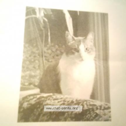 Foto 1/1 Flèche Chat perdido en St julien en born