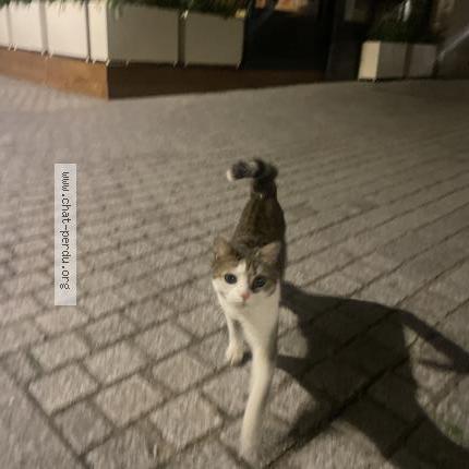 Foto 1/1 Gato encontrado Encontrado en Boulogne billancourt