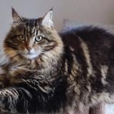 Foto del gato perdido en St Coulomb